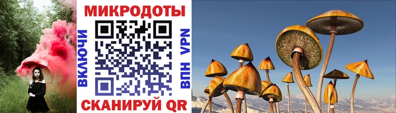 как найти   Липки  Галлюциногенные грибы Psilocybe 
